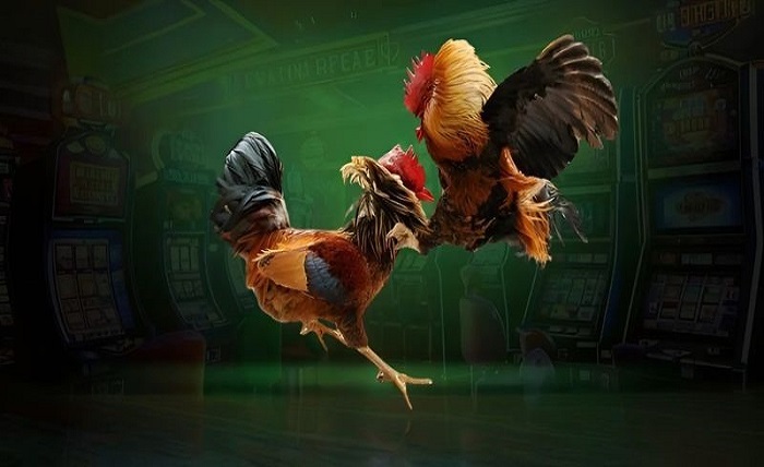 Thomo Cockfighting